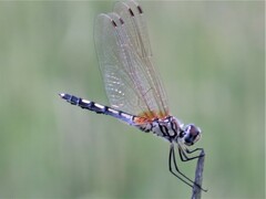Trithemis pallidinervis