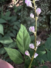 Hylodesmum