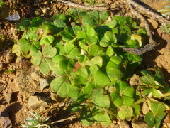 Oxalis compressa