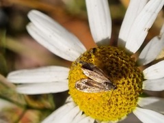 Anthophila fabriciana