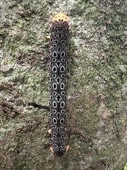 Pogonopygia nigralbata