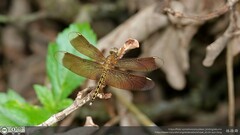 Neurothemis taiwanensis