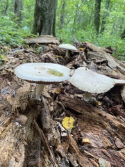 Volvariella