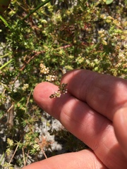 Adenogramma glomerata