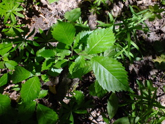 Ulmus glabra