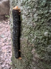 Pogonopygia nigralbata