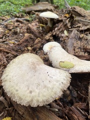 Volvariella