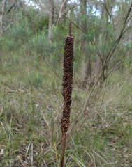 Xanthorrhoea minor lutea