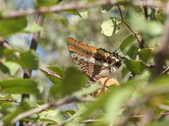 Charaxes jasius