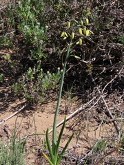 Albuca cooperi