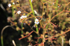 Drosera gigantea