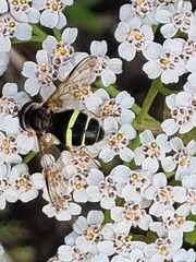 Dasysyrphus tricinctus