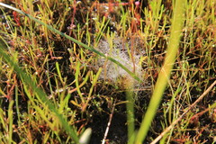 Drosera gigantea