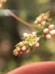 Adenogramma glomerata