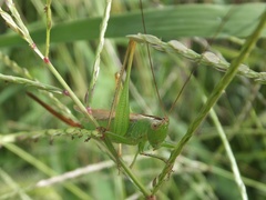 Conocephalus exemptus