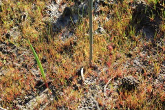 Drosera gigantea