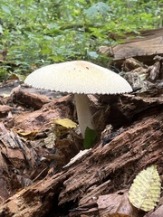 Volvariella