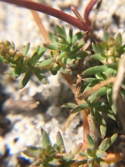 Adenogramma glomerata