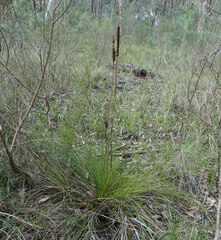 Xanthorrhoea minor lutea