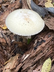 Volvariella