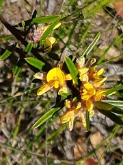 Mirbelieae