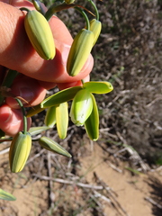 Albuca cooperi