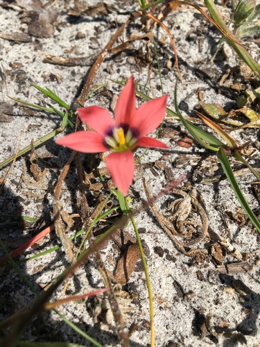 Romulea obscura