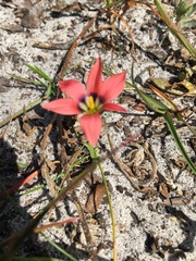 Romulea obscura