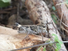 Oedaleus infernalis