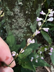 Hylodesmum