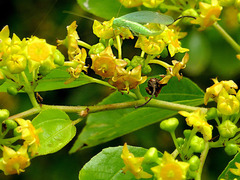 Paliurus spina-christi