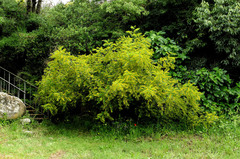 Paliurus spina-christi