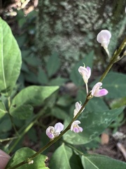 Hylodesmum