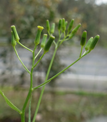 Senecio phelleus