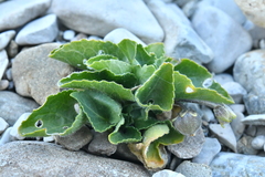 Viola rupestris