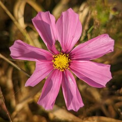 Cosmos bipinnatus