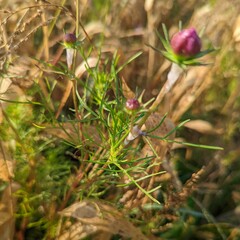 Cosmos bipinnatus