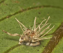 Gibellula