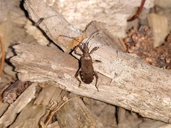 Dicranocephalus agilis