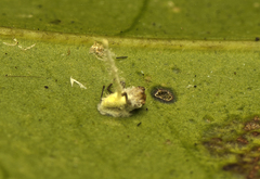 Gibellula