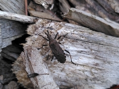 Dicranocephalus agilis