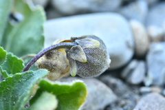 Viola rupestris