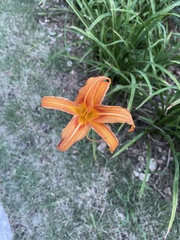 Hemerocallis fulva