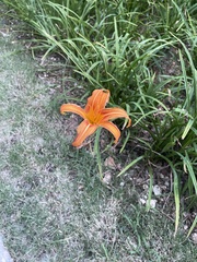 Hemerocallis fulva