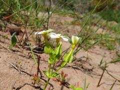 Sebaea exacoides