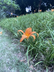 Hemerocallis fulva