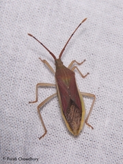 Homoeocerus indus