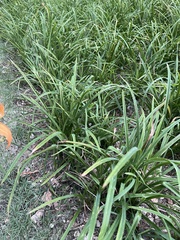 Hemerocallis fulva