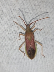 Homoeocerus indus