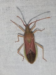 Homoeocerus indus